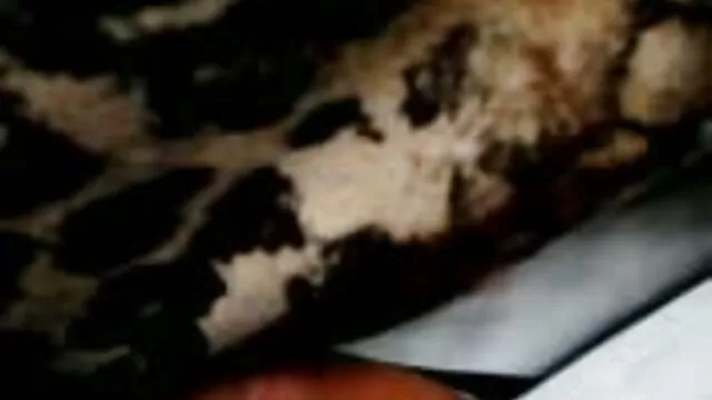 صورت لیلی لین ، جوانا آنجل ، مانند ست لین ، بیدمشک محکم دانلودفیلم سوپرازکون تمرین می کند!